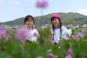 れんげ畑の写真3