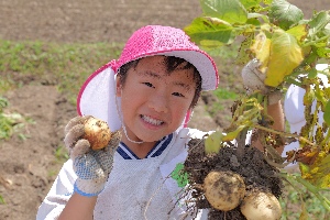 じゃがいも掘りの写真2